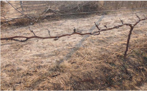 圖4 短(duǎn)梢修剪後的(de)葡萄樹(shù).jpg