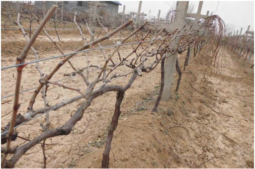 圖5 中長(cháng)梢修剪後的(de)枝條.jpg